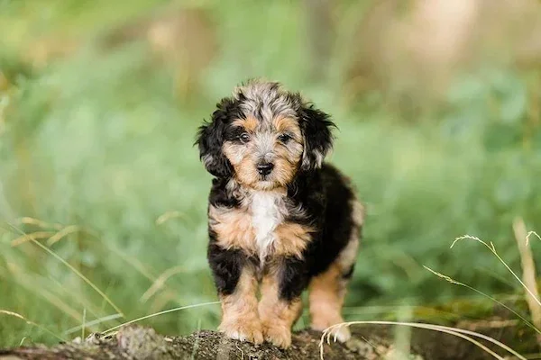 Blue merle Mini Aussiedoodle puppies — Stokeshire Designer Doodles