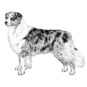 australian-shepherd-breed-parent-of-australian-mountain-dog.webp