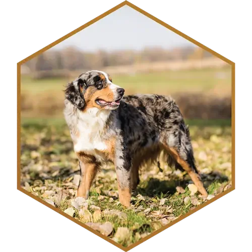 SDD-Mohican's-Apollo-Stokes-Apollo-Bernese-Mountain-Dog-Stokeshrie-Parent-Breed-Australian-Mountain-Doodle.webp