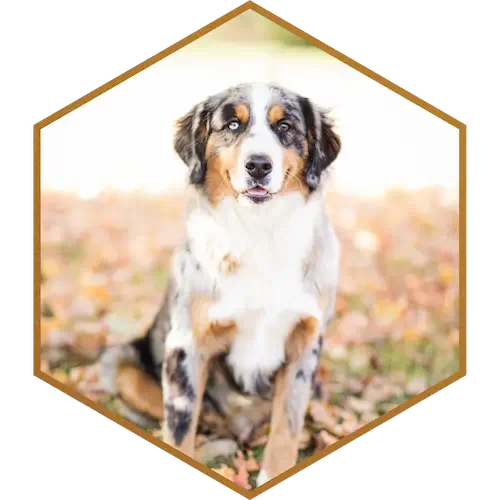 Apollo-Bernese-Mountain-Dog-Parent-Australian-Mountain-Doodle-Breed.webp