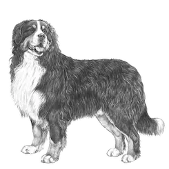 Bernese-Mountain-Dog-Parent-Breed-Golden-Mountain-Doodle.webp