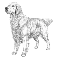 Golden-Retriever-Parent-Breed-Golden-Mountain-Doodle.webp