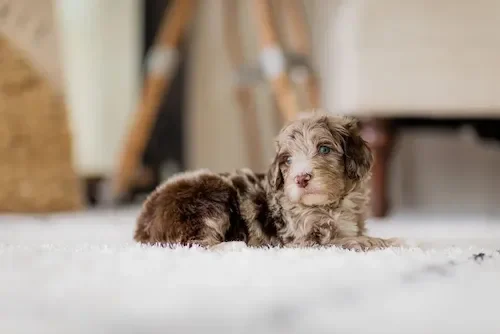 Chocolate merle parti Golden Mountain Doodle puppy from Stokeshire