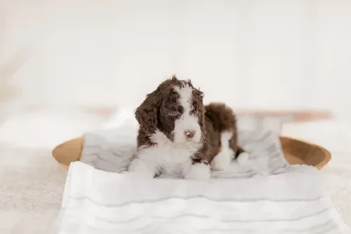 5-week-old Golden Mountain Doodle brown and white puppy — Stokeshire Wisconsin