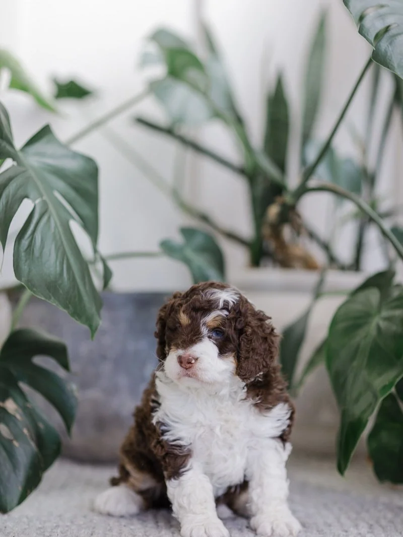 Briar 

Nora x Apollo

#AustralianMountainDoodle #AustralianMountainDog #AussieMountainDoodle #AMDpuppy #BrownAMD #BrownDoodle #DoodlePuppyLove #StokeshireDesignerDoodles #StokeshirePuppies #WisconsinDoodles #EthicalBreeder #FamilyRaisedPuppies #Ther