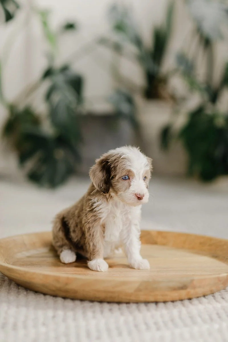 Monaco		Brown/Red Merle with Left Sock	Female	Golden Mountain Doodle (Moriarty)