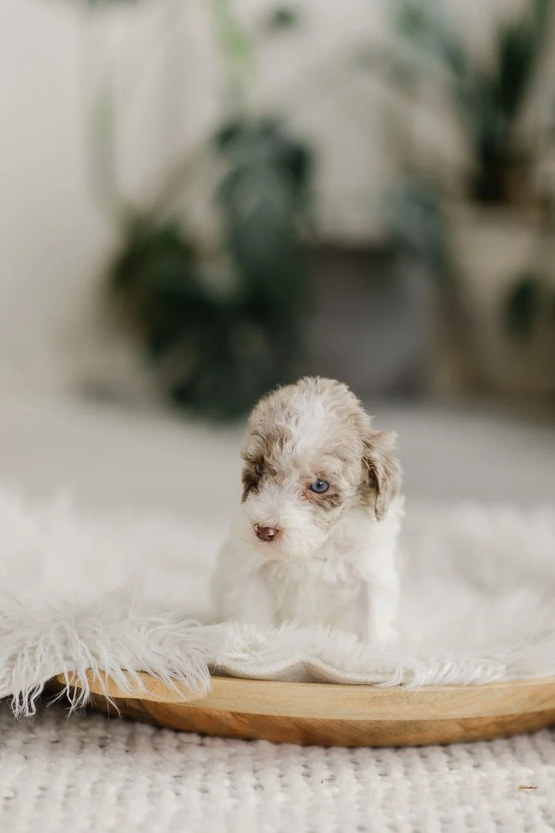 Marrakesh		Brown/Chocolate - Parti Merle- Eye Patch	Female	Golden Mountain Doodle (AVAILABLE)
