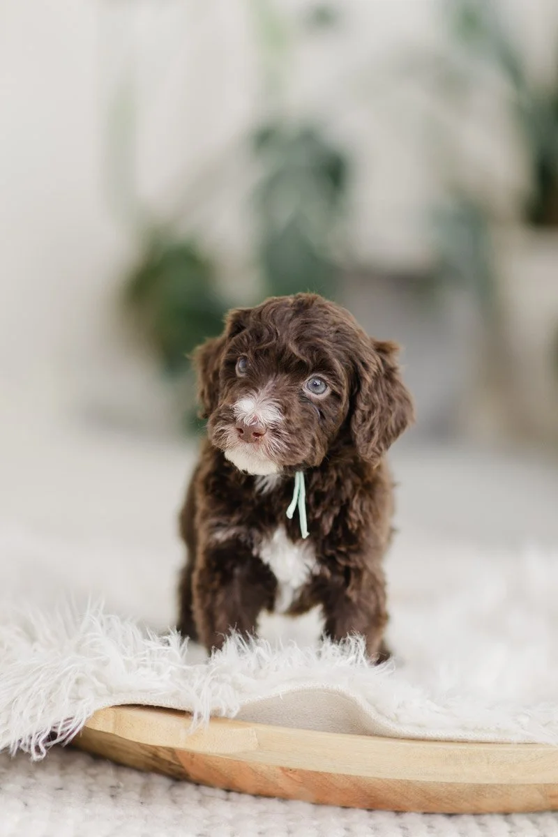 Capri		Brown Chocolate - Chest White	Female	Golden Mountain Doodle (Breeder's Choice-Angileri)
