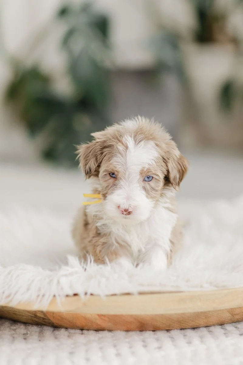 Casablanca		Brown/Red/Chocolate Merle with Blaze + Socks	Male	Golden Mountain Doodle (AVAILABLE))