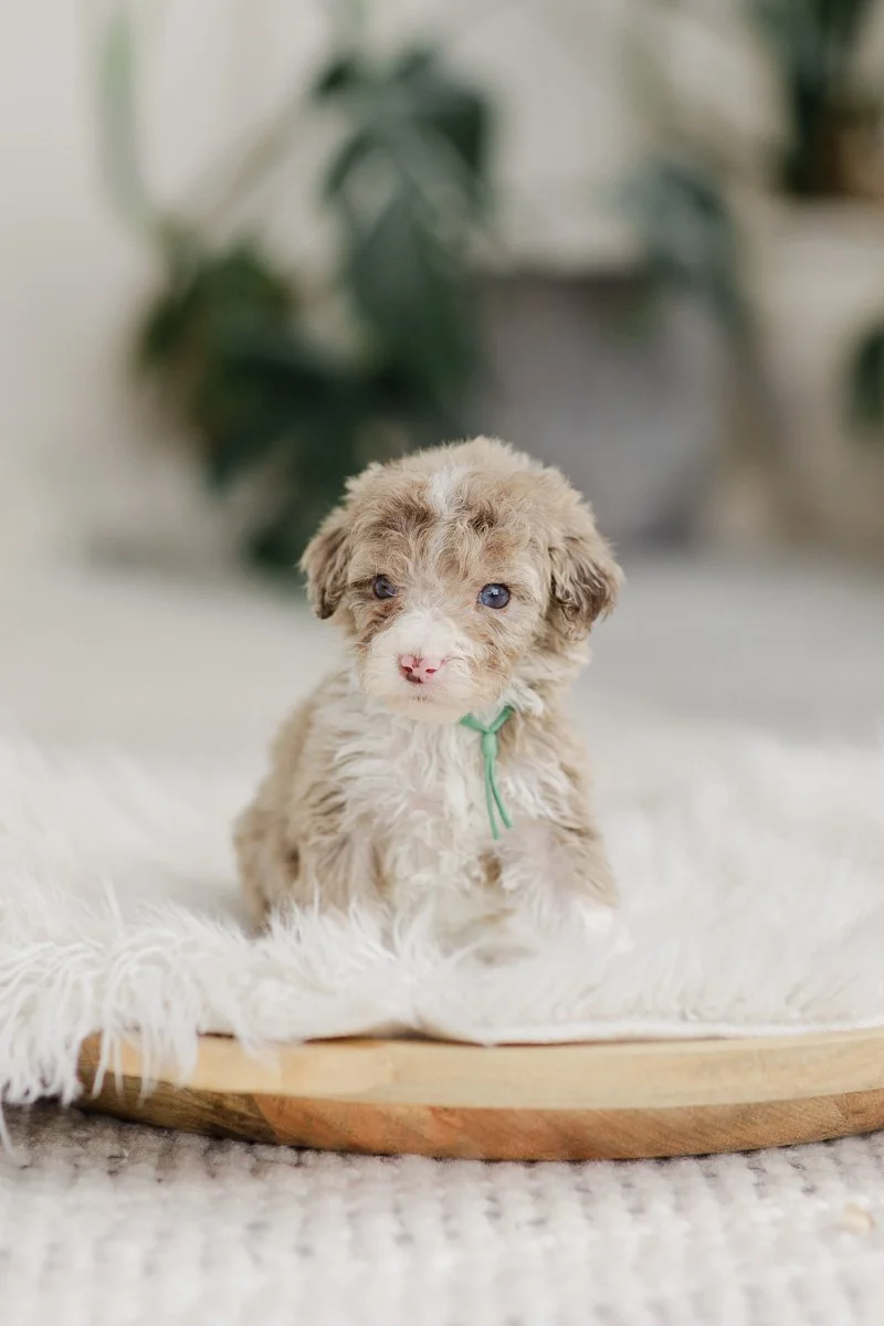 Olso		Brown/Chocolate - Merle w/ Socks - Smaller	Male	Golden Mountain Doodle