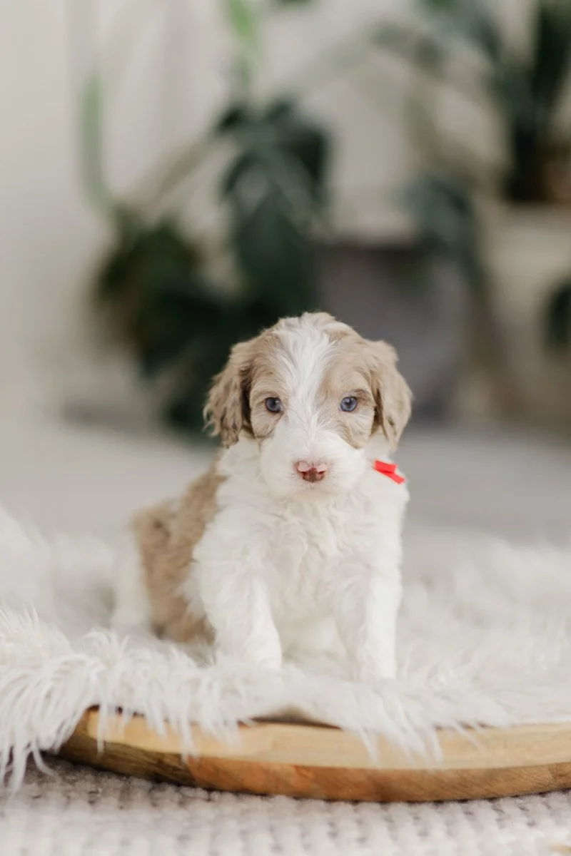 Zurich		Brown Merle Parti	Male	Golden Mountain Doodle (YOUNG)