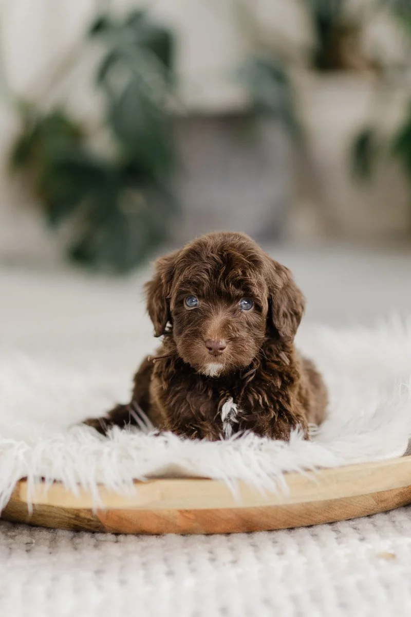 Santiago		Brown Chocolate 	Male	Golden Mountain Doodle (Cafaro)