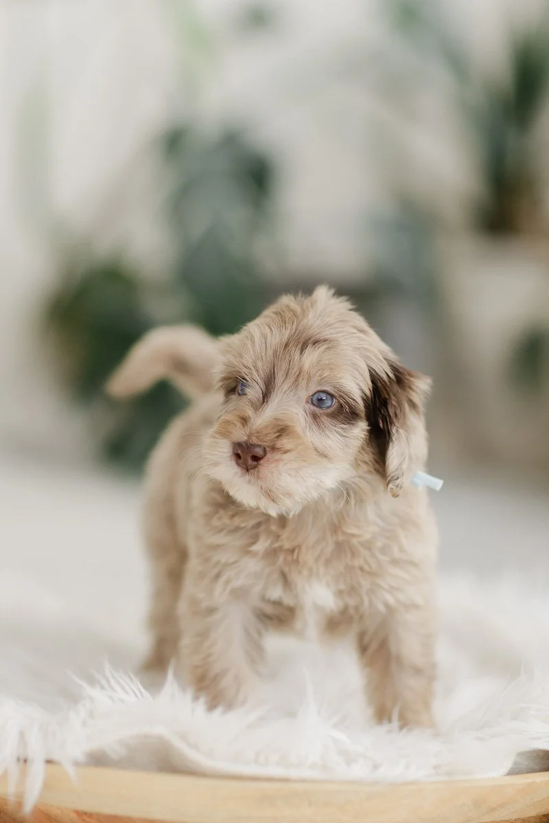 Seville 		Brown/Chocolate Merle No White	Female	Golden Mountain Doodle (Pearce)