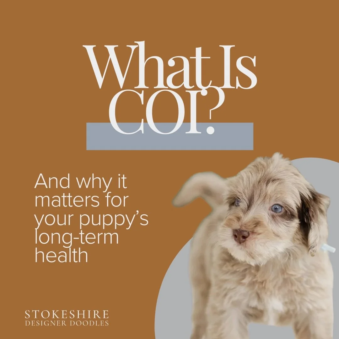 Why does COI matter so much?
Because genetics determine more than just color, size, or appearance.
They shape lifespan, cancer risk, immune strength, fertility, and the long-term wellness of every dog.

When we keep COI low, we&rsquo;re not just &ldq