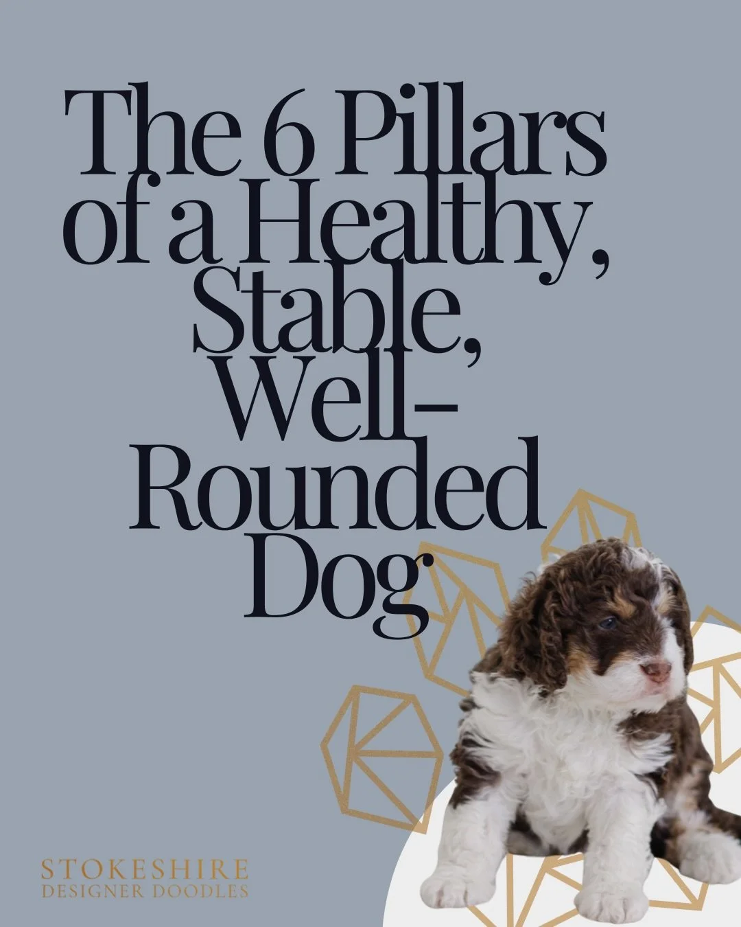 ✨ The 6 Pillars of Raising a Healthy, Stable, Well-Rounded Dog

A great dog isn&rsquo;t an accident &mdash; it&rsquo;s the result of intentional choices made from the very beginning.

At Stokeshire, we use a therapy-informed approach grounded in six 