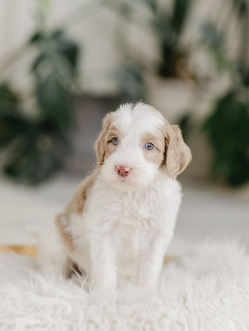 🎄✨ Just in time for Christmas! ✨🎄
We have a very limited number of Golden Mountain Doodles still available &mdash; and they&rsquo;re ready to bring holiday magic straight to your family room. From snuggly, soulful green and blue eyes to fully furni