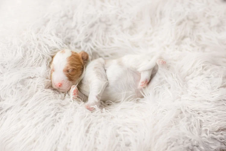 Mini Goldendoodle puppies at Stokeshire Designer Doodles in Medford, Wisconsin