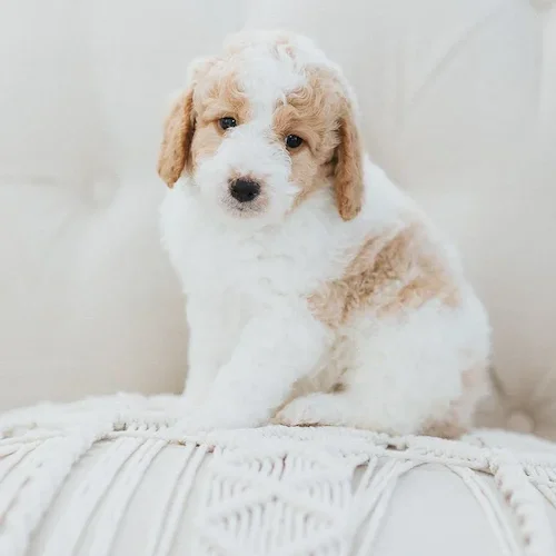 Mini-Doodle-Puppies-for-Sale-Wisconsin-Midwest-Stokeshire-Designer-Luxury-Dogs.webp