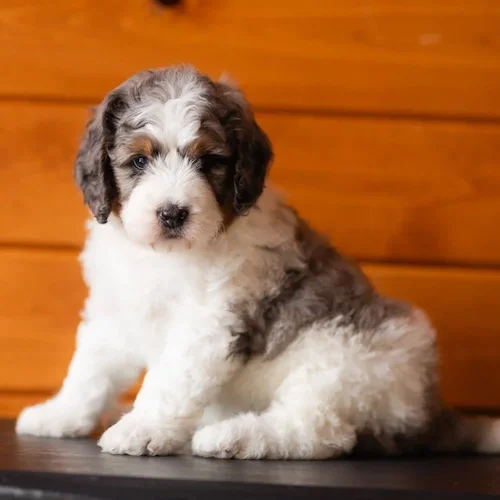 Medium-Doodle-Puppies-for-Sale-Wisconsin-Stokeshire-Available-Designer-Luxury-Dogs.webp
