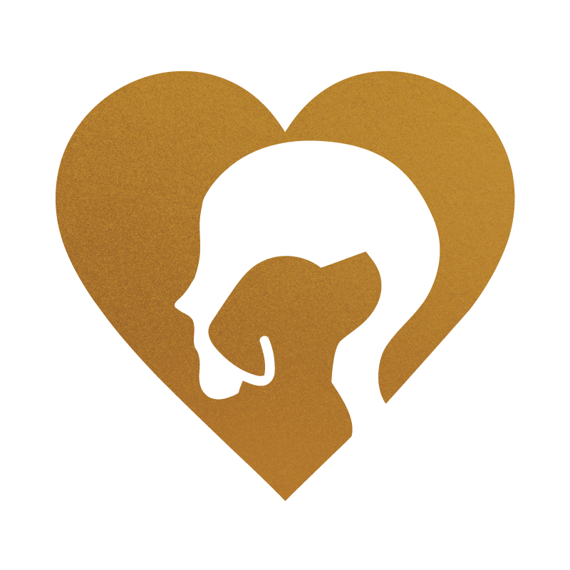 Best Dog Breeds for Seniors: A Health-Focused Guide