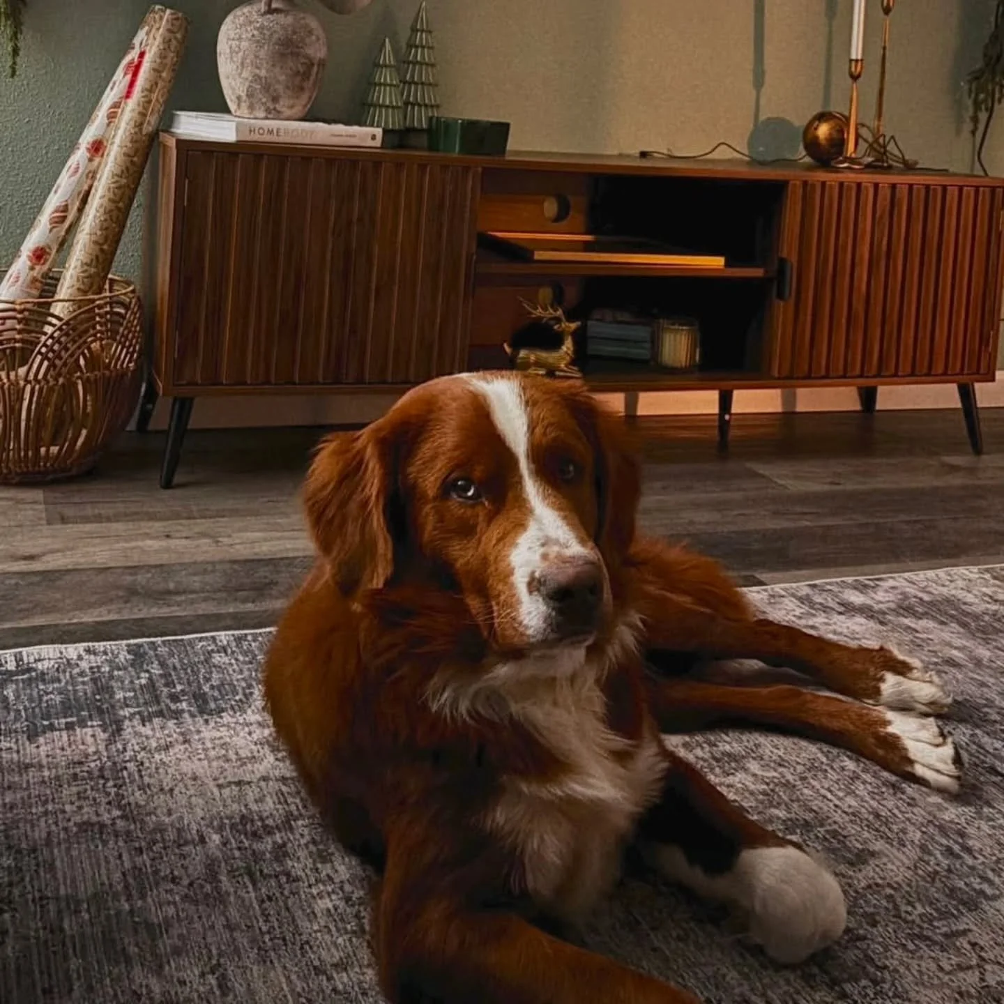 A real dog in a real space 
Our boy George 

#unfurnishedbernedoodle 
#bernedoodle 
#redbernedoodle