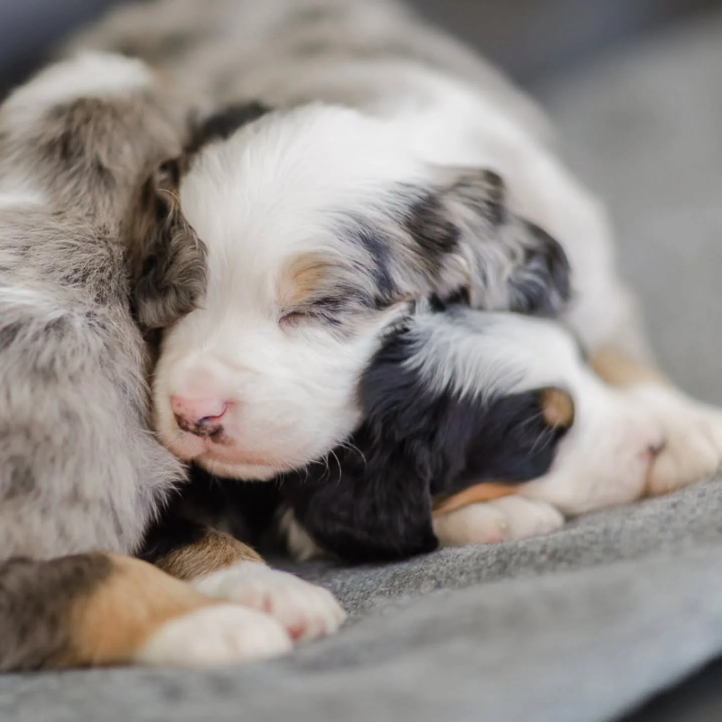 I can&rsquo;t even begin to express how long we&rsquo;ve waited &mdash; and how excited we are &mdash; for these puppies from ThunderValpalo.
After nearly a year of planning, hoping, and trusting the timing, we finally welcomed this retirement litter