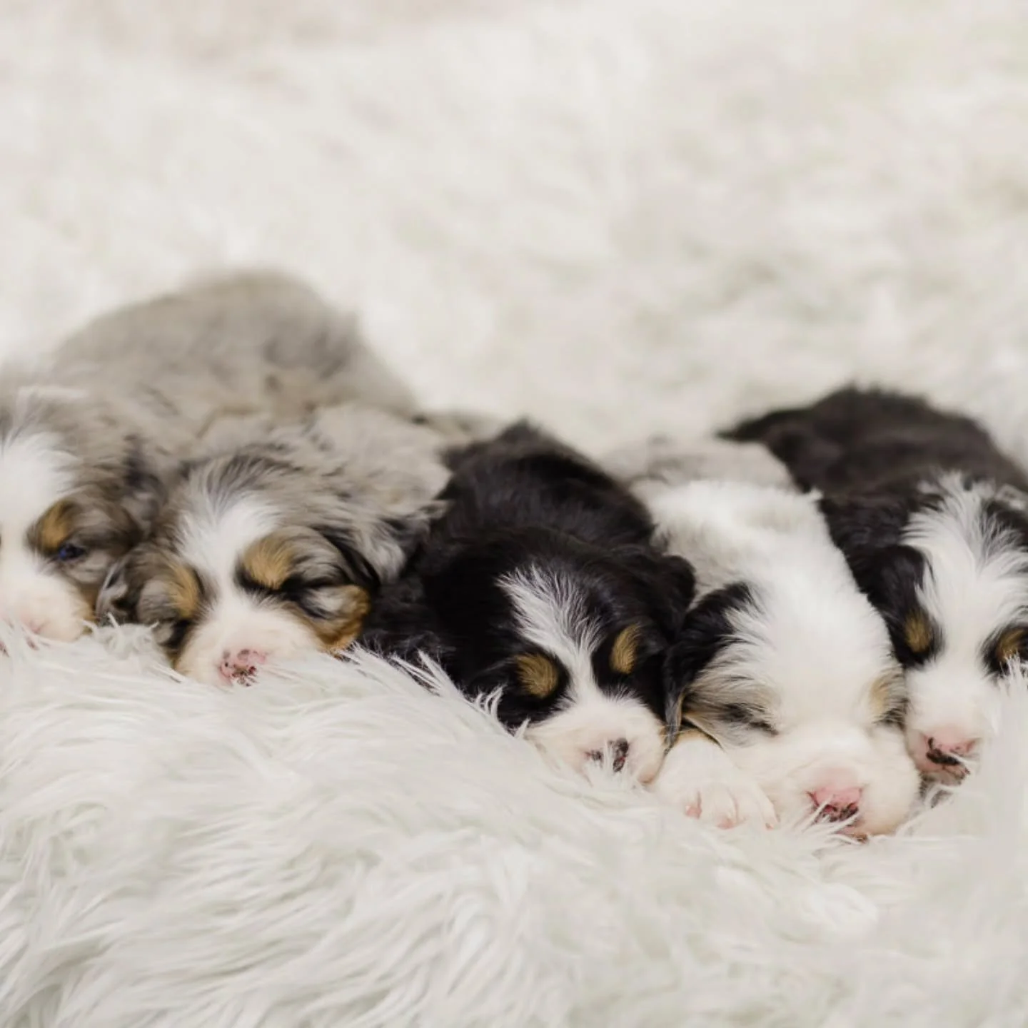 The joy of watching you dream...

#aussiebernese 
#australianmountaindog 
#merlebernese