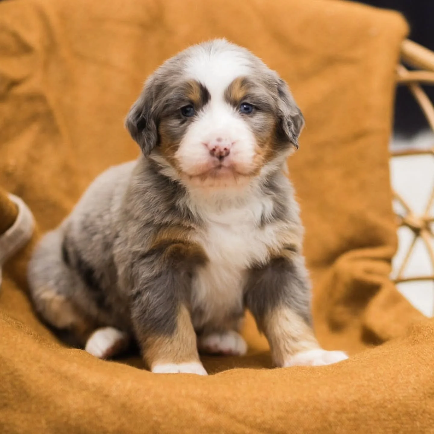 Feta x Apollo 

#AustralianMountainDog 
#BerneseAussie 
#bernesemountaindog
