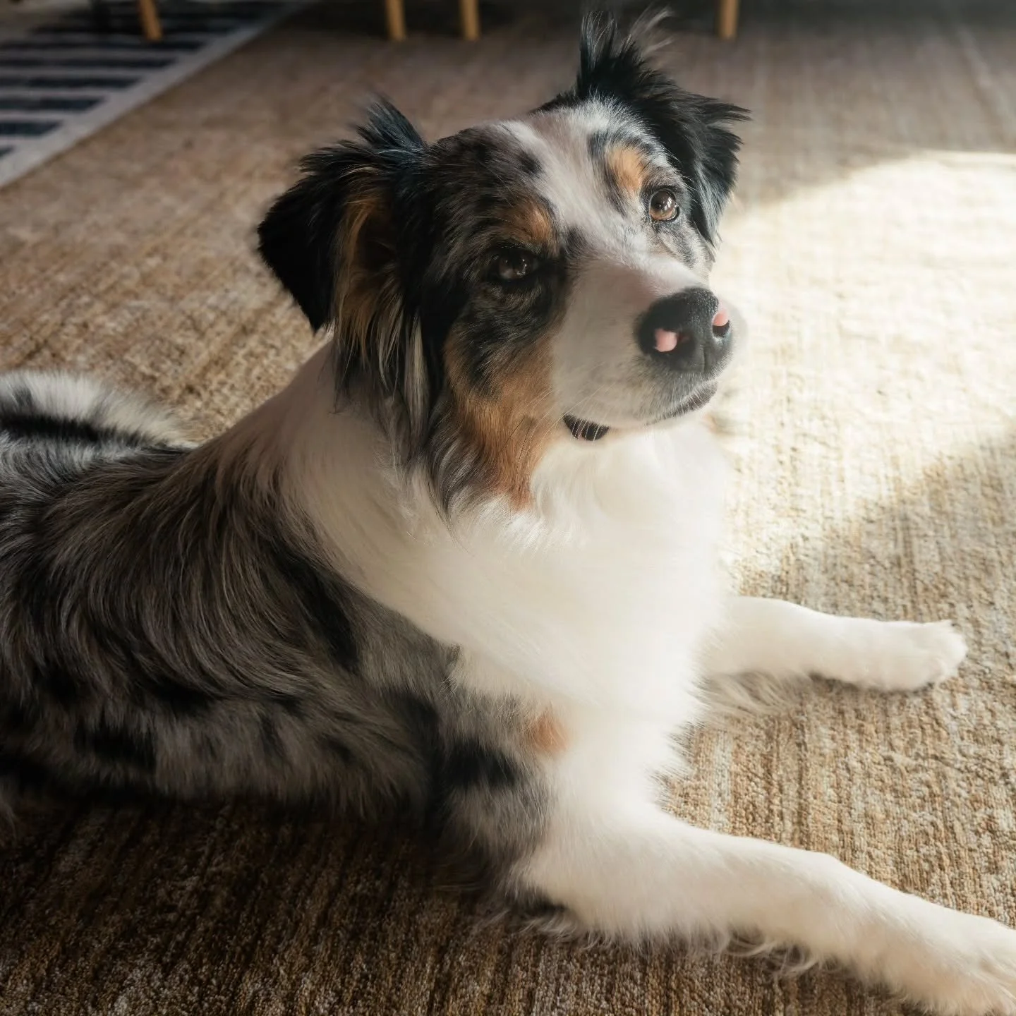 Meet Valli 
Our Blue Merle AKC Australian Shepherd 

#AustralianMountainDog 
#bluemerle 
#aussielove