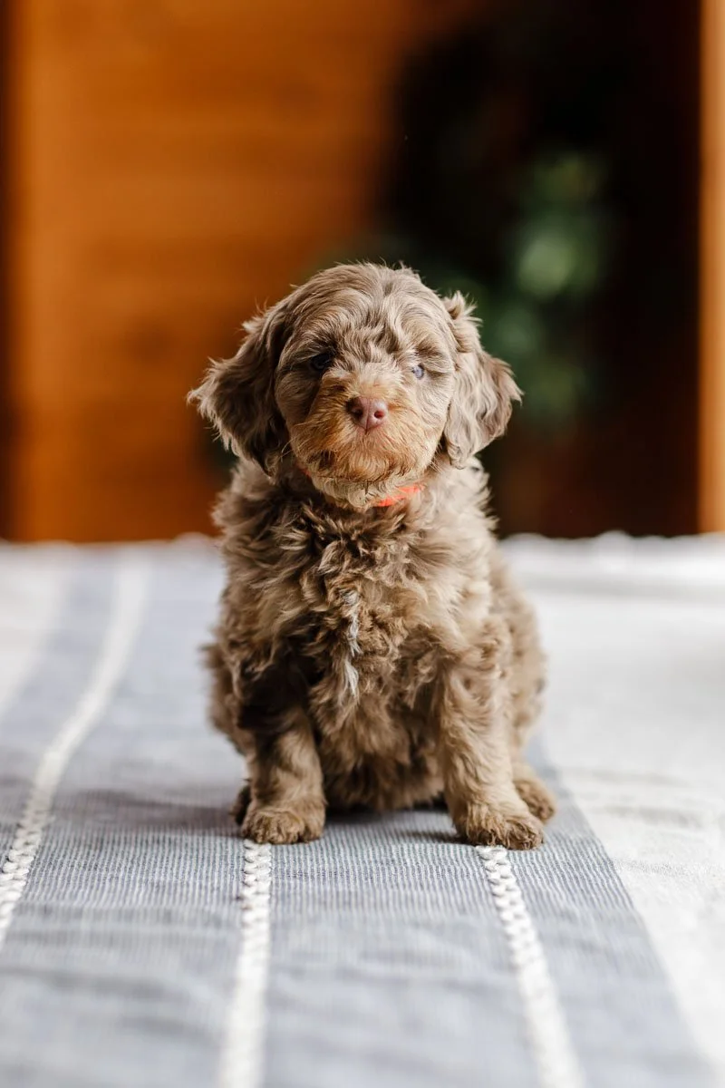 Patriot — Brown Merle Female Mini-Micro Bernedoodle
