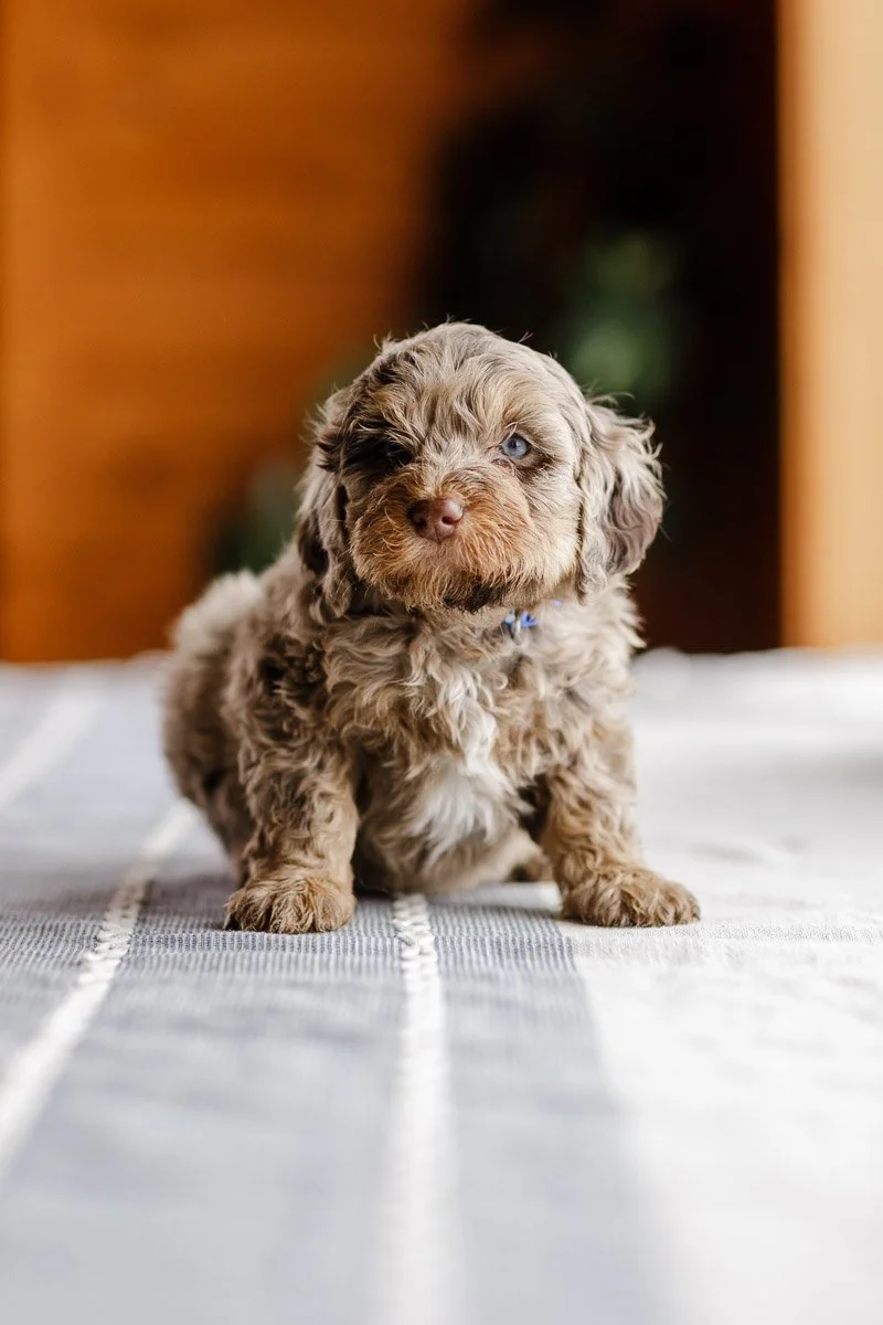Hawk — Brown Merle Male Mini-Micro Bernedoodle