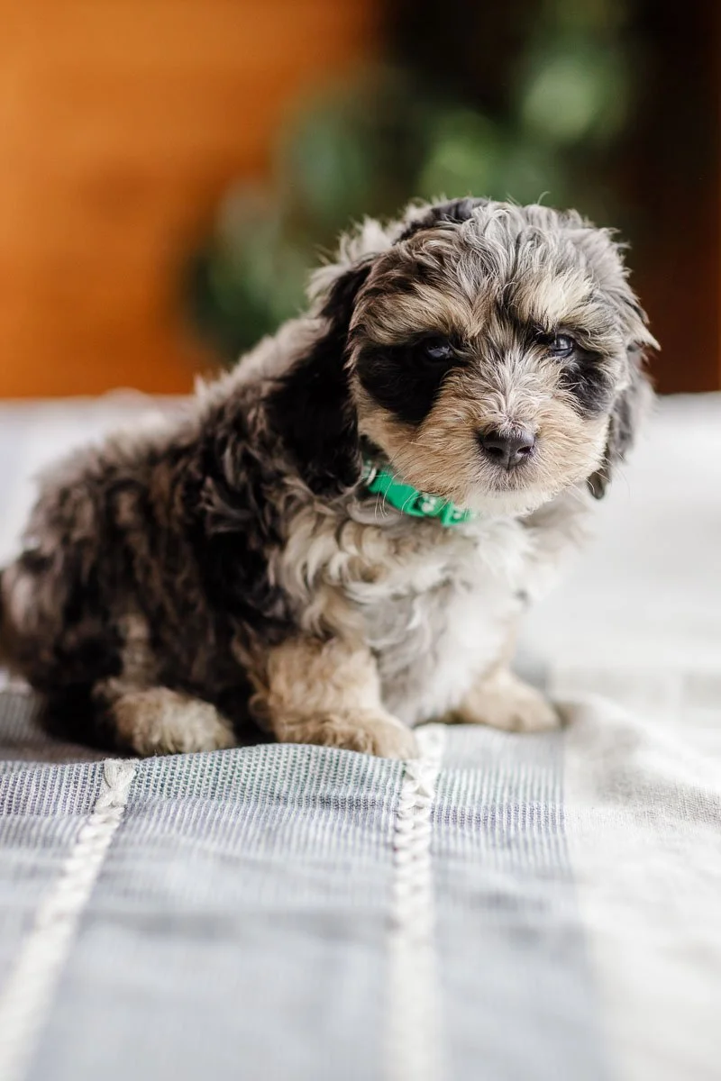 Lombardi — Blue Merle Tri Male Mini-Micro Bernedoodle