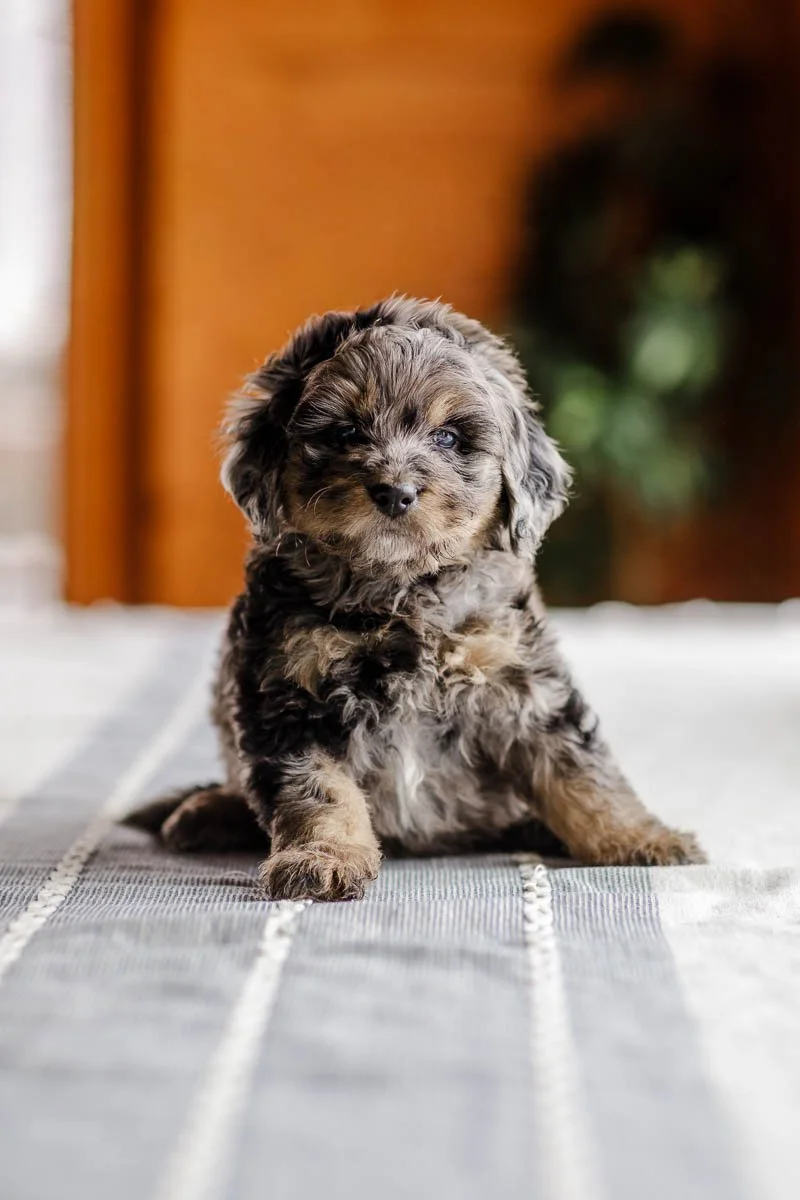 Emerald — Blue Merle Tri Female Mini-Micro Bernedoodle (Breeders Choice)