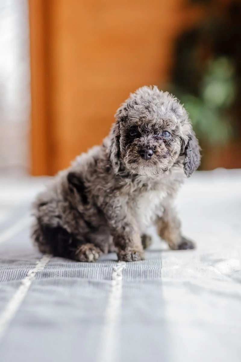 08_6-Week-F1b-Micro-Mini-Bernedoodles-Mavi-Benny..jpg