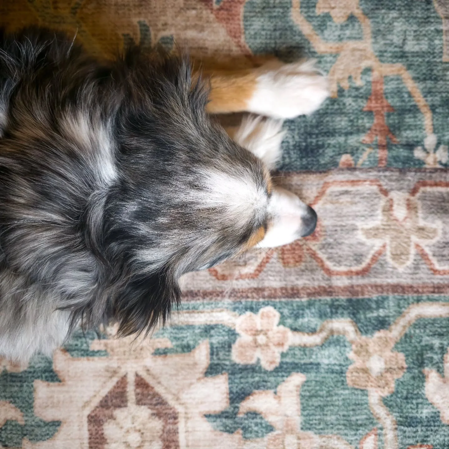View from the top: 

Sometimes breeding looks simple from the outside.
A beautiful dog.
A cozy home.
A photo on a rug.
But what people don&rsquo;t always see is everything behind the frame.

The late nights.
The research.
The meetings.
The cleaning. 