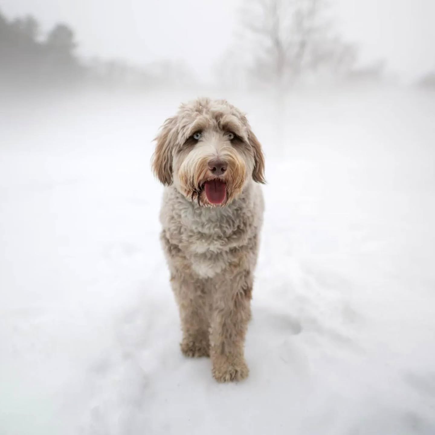 @jpk.images 

All grown up
Stilly x Rico 

#australianmountaindoodle 
#merledoodle 
#aussiebernese