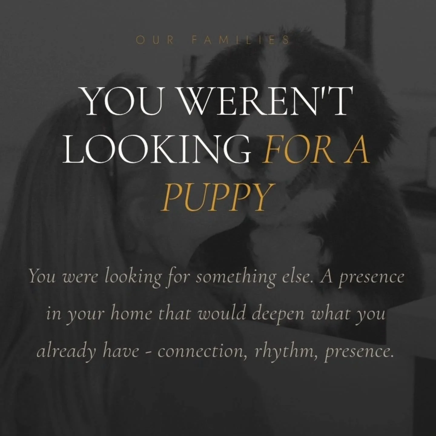 You weren't looking for a puppy.

You were looking for something that would fit. A presence that enhanced your rhythm instead of disrupting it. A dog that was designed for your family, not the market.

You've seen the listings. They all promise the s