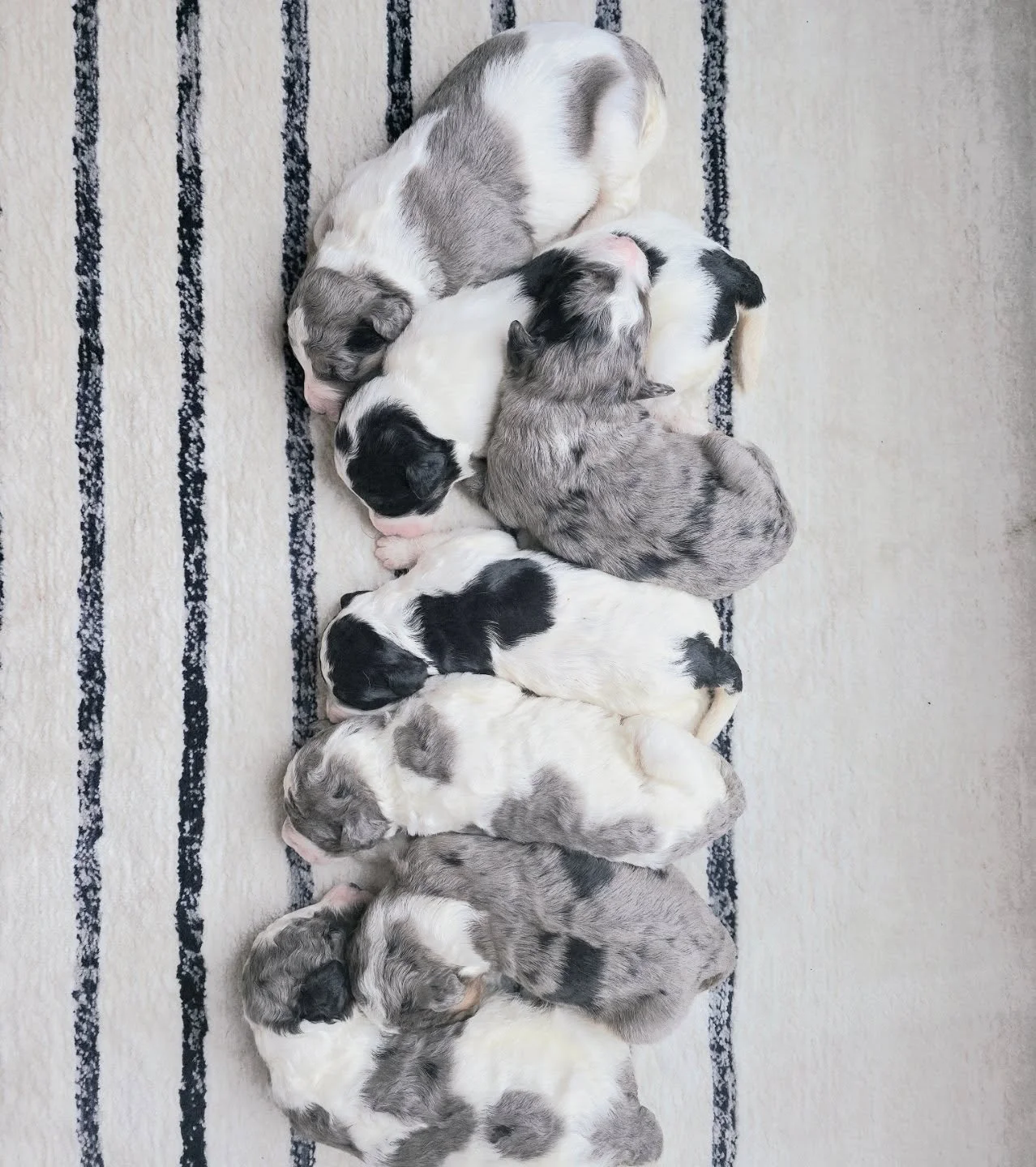 Welcome to the world 

#partidoodles #partimerle #blackandwhitepuppies