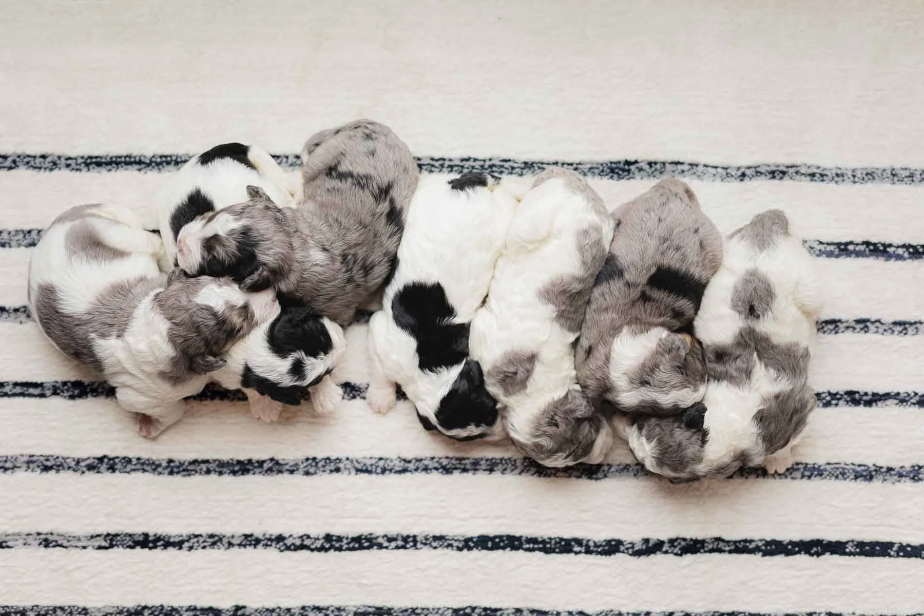 0003_4.13.26.Stokeshire.Puppies.26.jpg