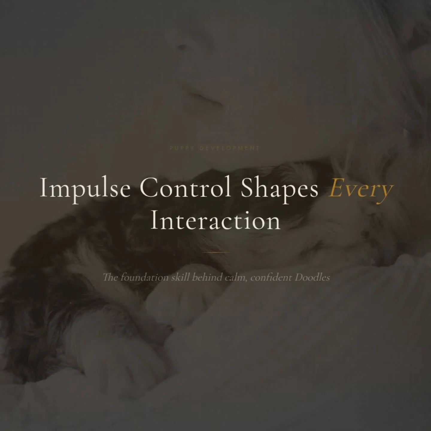 Impulse control shapes every interaction your Doodle will have for life. It's the difference between a puppy who greets guests with calm confidence and one who launches off the floor, grabs sleeves, and can't settle.

This isn't obedience training. I