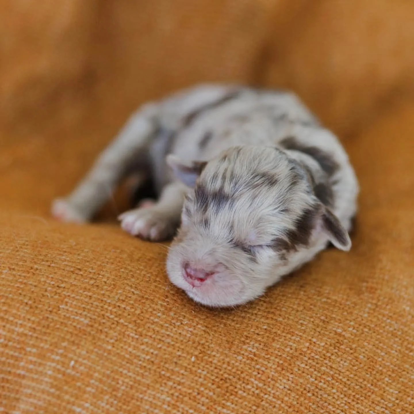 Meet the Golden Mountain Doodle Crew 
A stunning lineup of personality, color, and charm &mdash; each one purpose-bred for family companionship, connection, and adventure. 

🤎 Sedona
Red Merle &bull; Female

🖤 Juneau
Black &bull; Female

🩶 Tahoe
B
