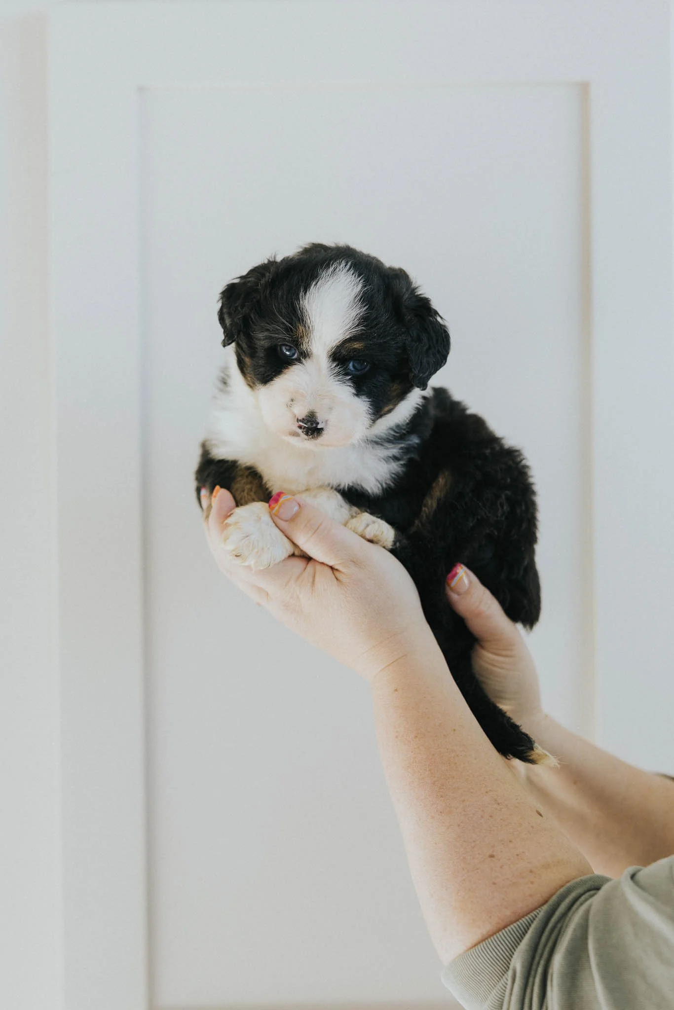 0118_06-WEEK-AUSTRALIAN-MOUNTAIN-DOG-DOODLE-BREEDER-STOKESHIRE.jpg