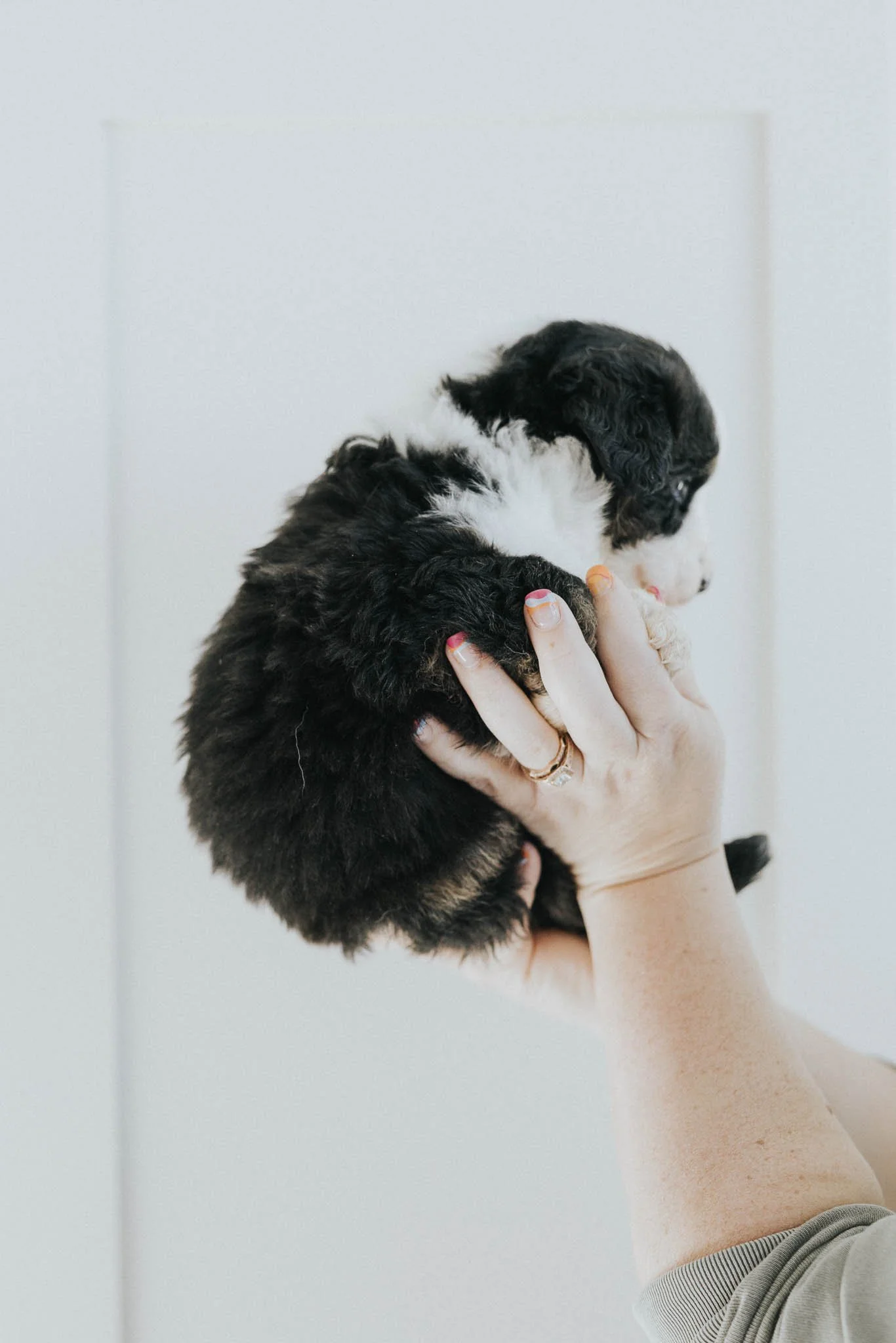 0121_06-WEEK-AUSTRALIAN-MOUNTAIN-DOG-DOODLE-BREEDER-STOKESHIRE.jpg