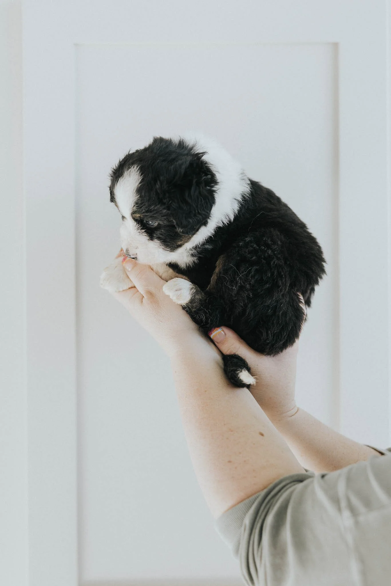 0125_06-WEEK-AUSTRALIAN-MOUNTAIN-DOG-DOODLE-BREEDER-STOKESHIRE.jpg