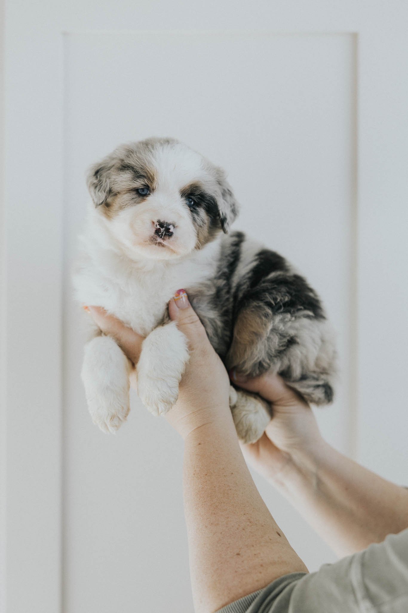 Kiona		 Blue Merle Tri Big Neck Blaze	Female	Australian Mountain Dog