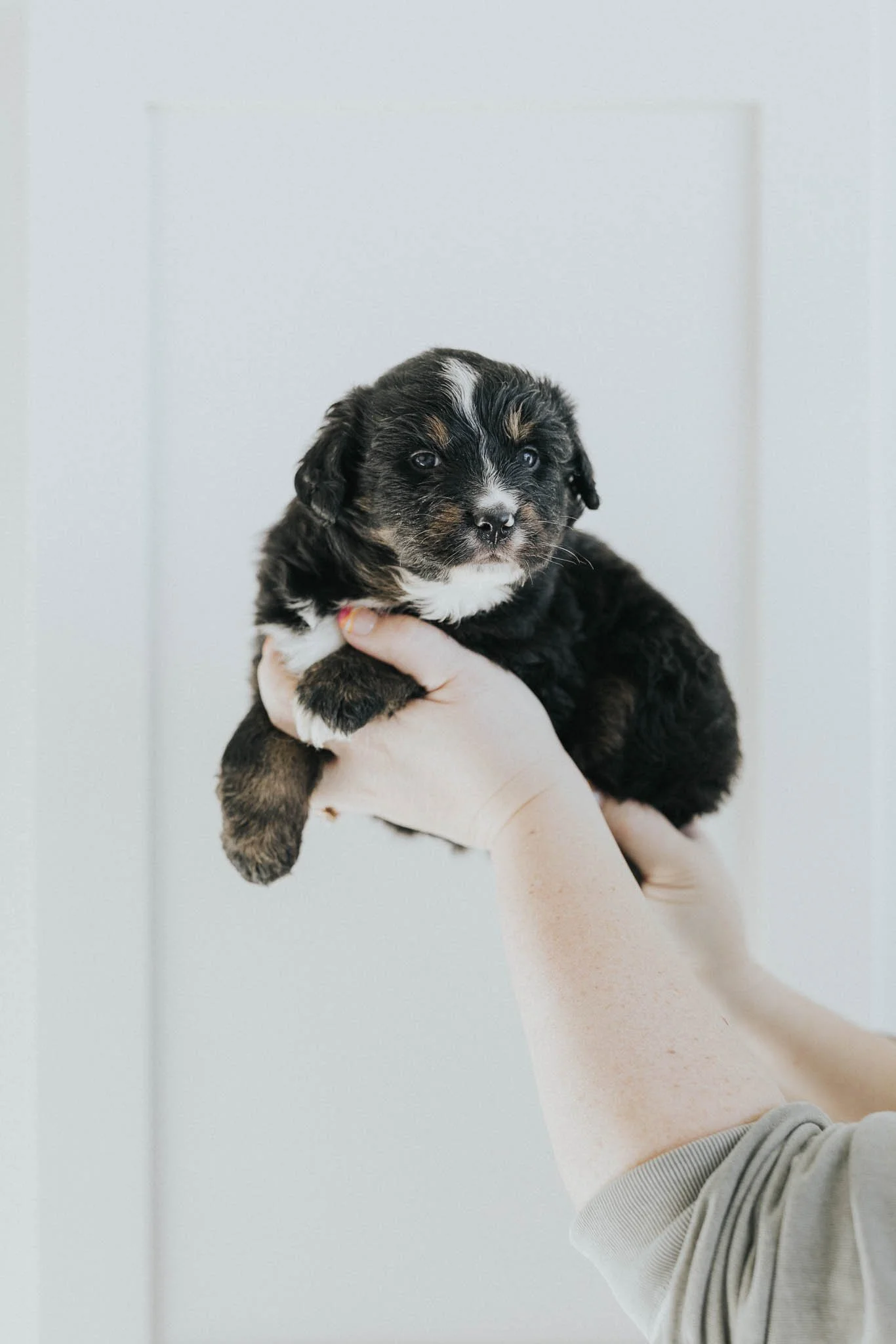 0149_06-WEEK-AUSTRALIAN-MOUNTAIN-DOG-DOODLE-BREEDER-STOKESHIRE.jpg