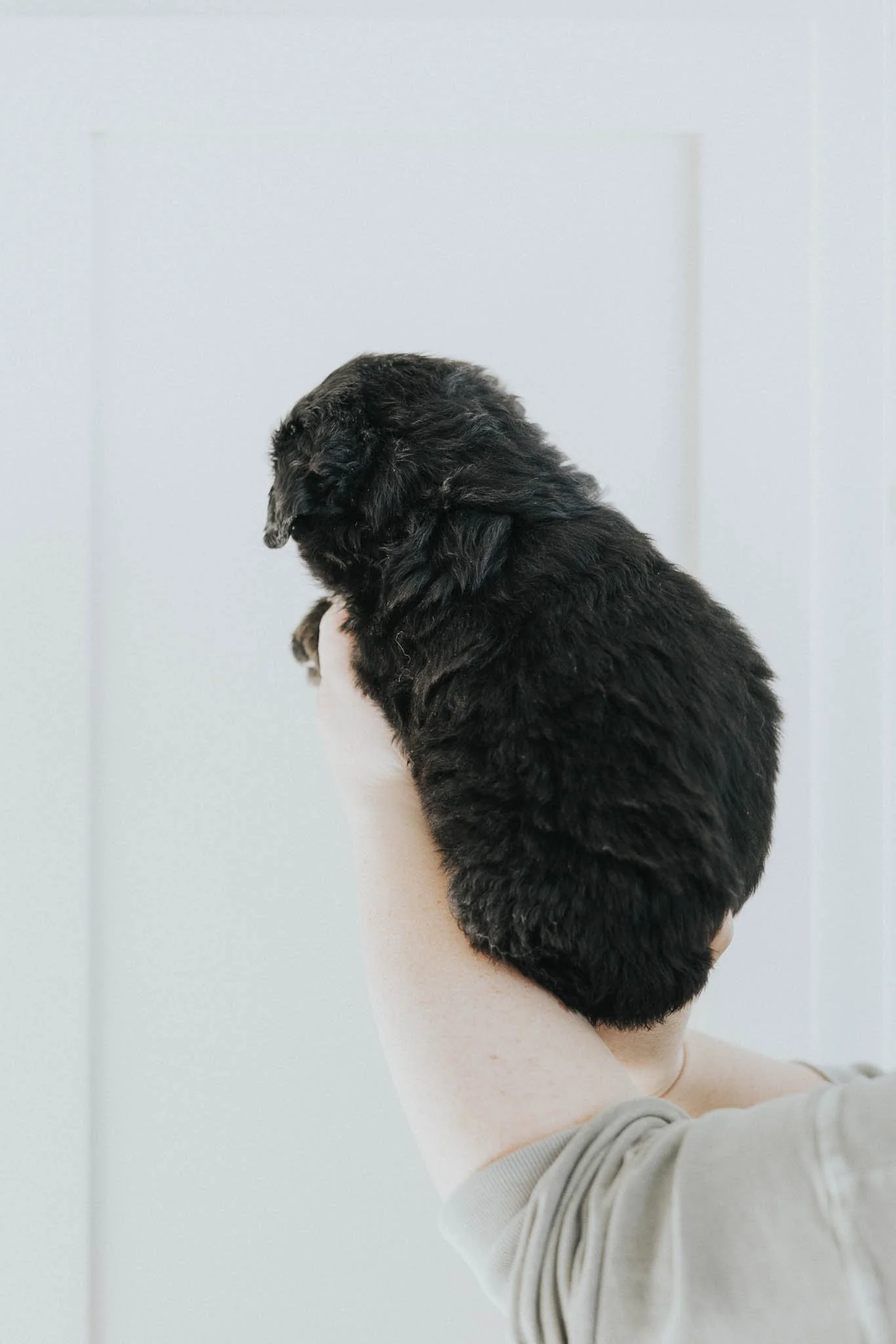 0156_06-WEEK-AUSTRALIAN-MOUNTAIN-DOG-DOODLE-BREEDER-STOKESHIRE.jpg