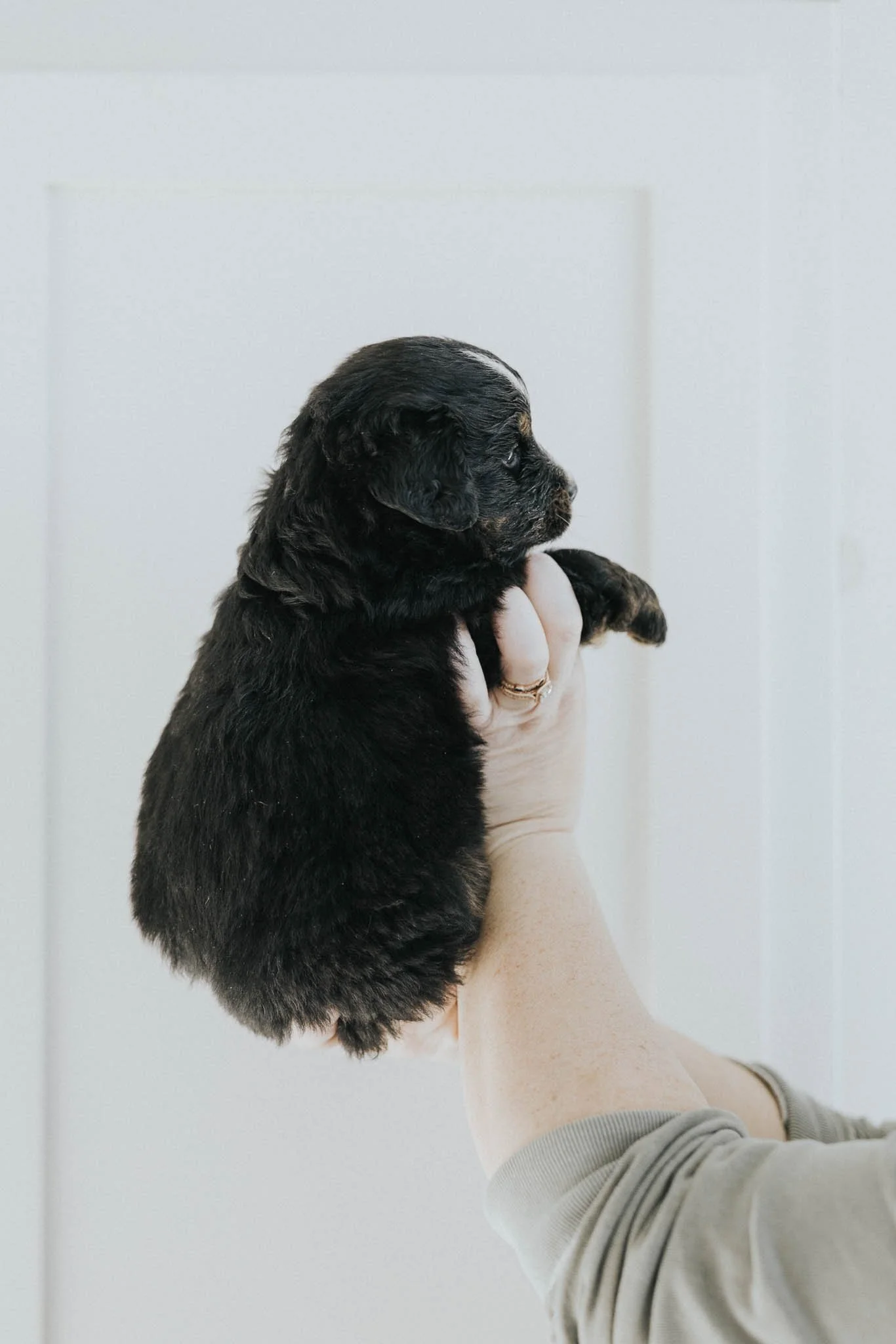 0160_06-WEEK-AUSTRALIAN-MOUNTAIN-DOG-DOODLE-BREEDER-STOKESHIRE.jpg