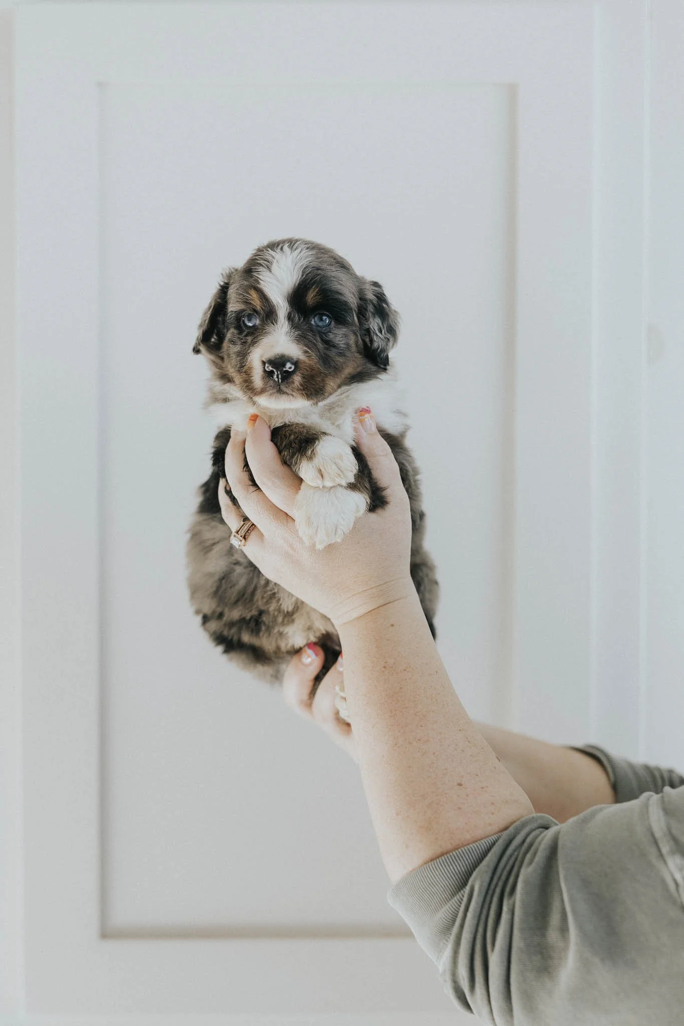 Azara		Blue Merle Tri White Socks	Female	Australian Mountain Dog