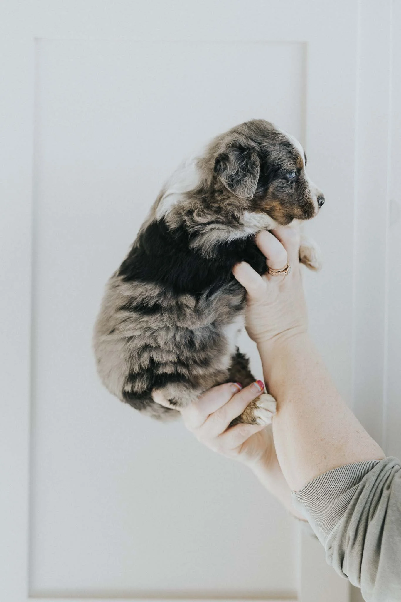 0182_06-WEEK-AUSTRALIAN-MOUNTAIN-DOG-DOODLE-BREEDER-STOKESHIRE.jpg